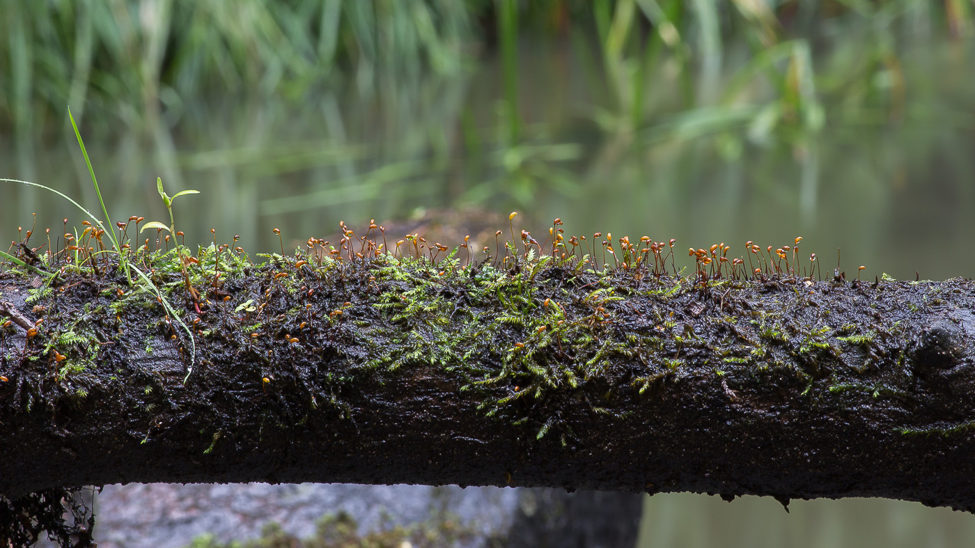 Image of Leptodictyum riparium specimen.