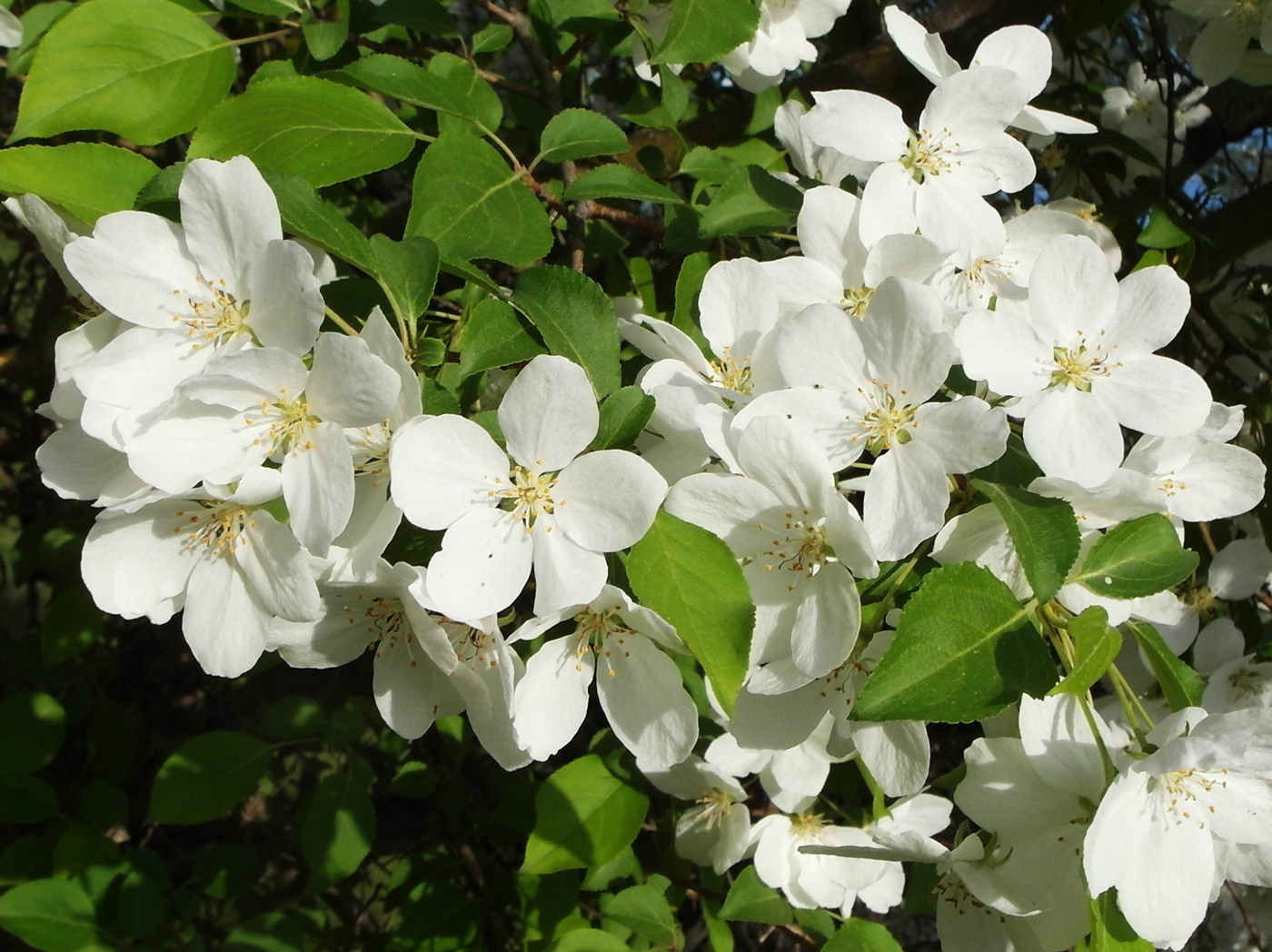 Image of Malus baccata specimen.