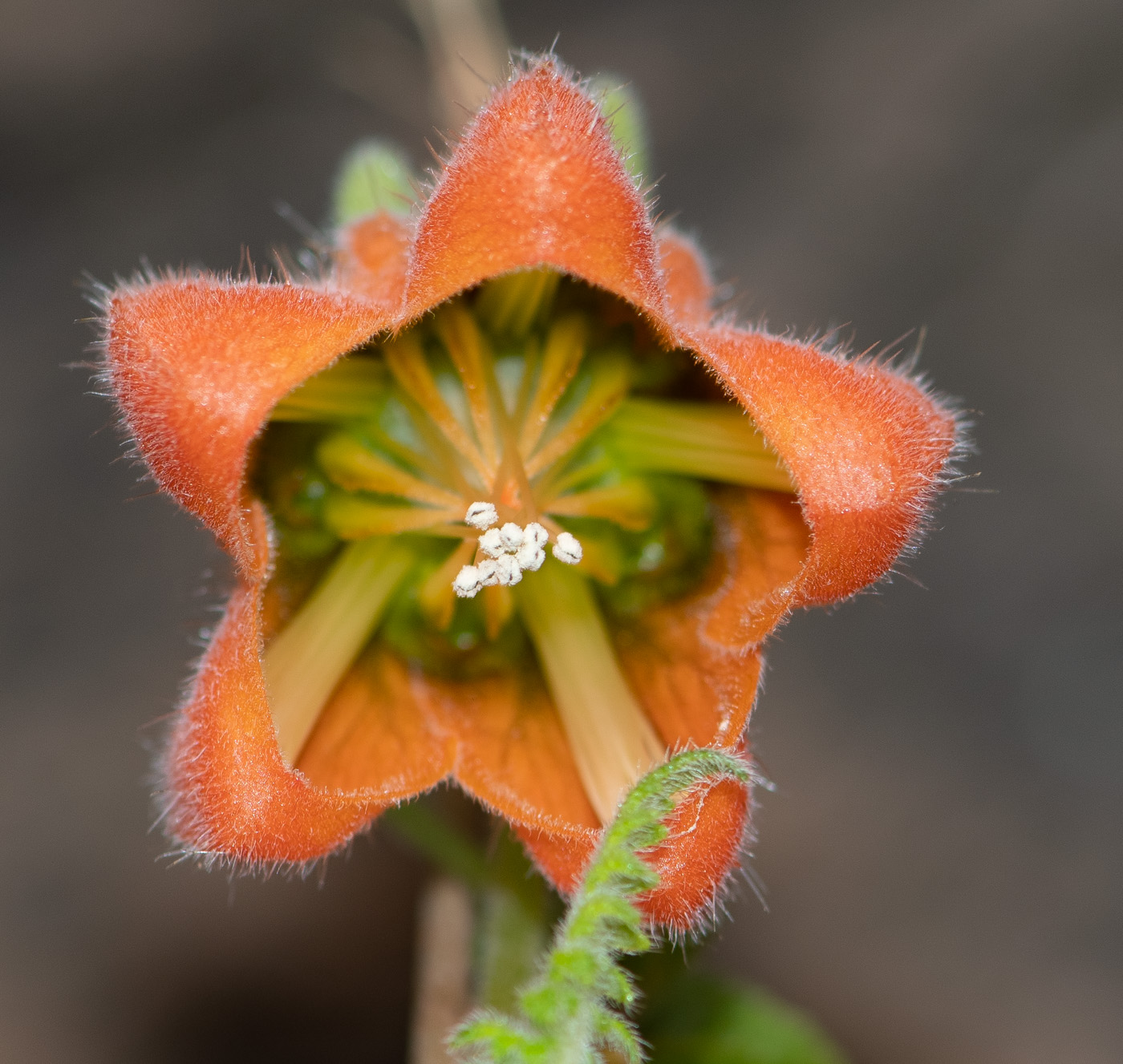 Image of Caiophora cirsiifolia specimen.