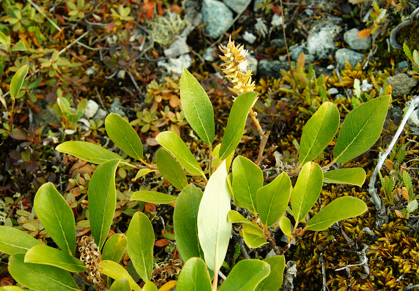 Изображение особи Salix pulchra.