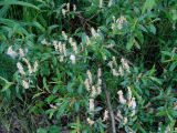 род Salix