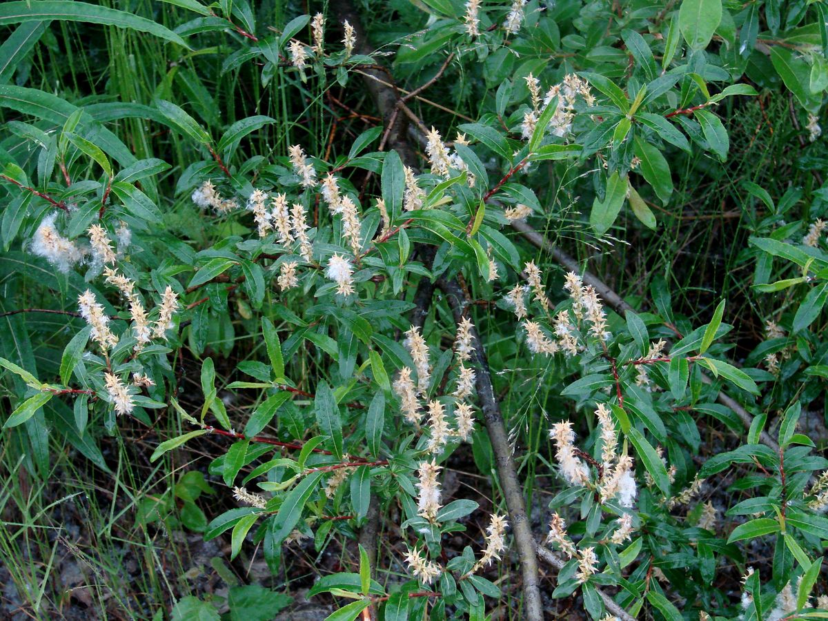 Image of genus Salix specimen.