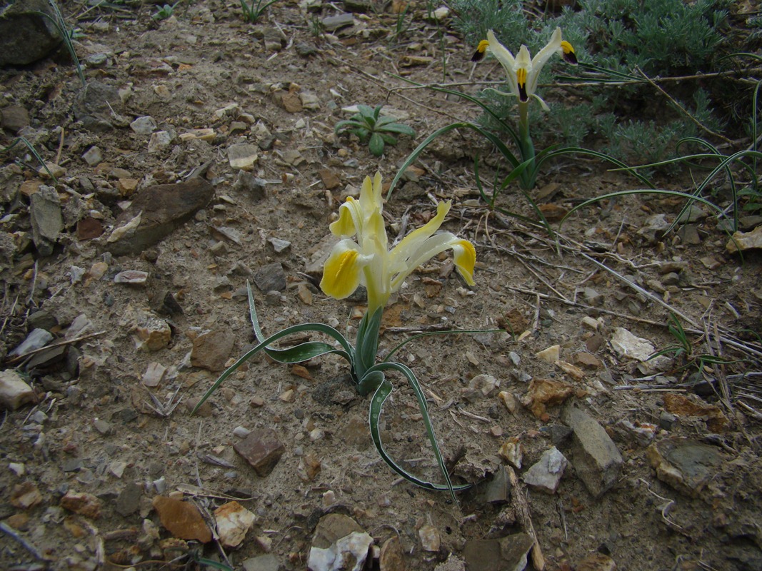 Image of Juno rodionenkoi specimen.