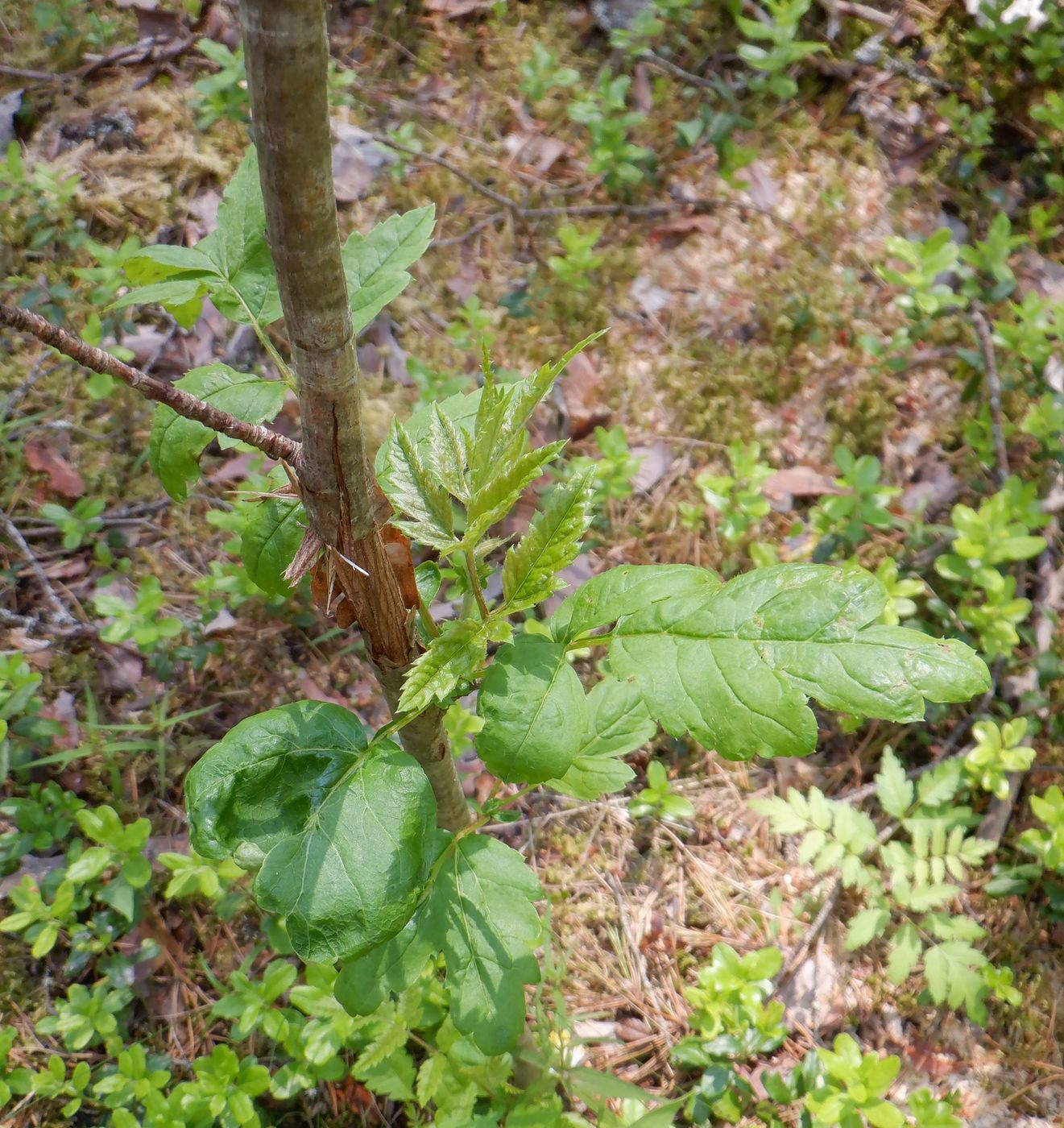 Image of Sorbus aucuparia specimen.