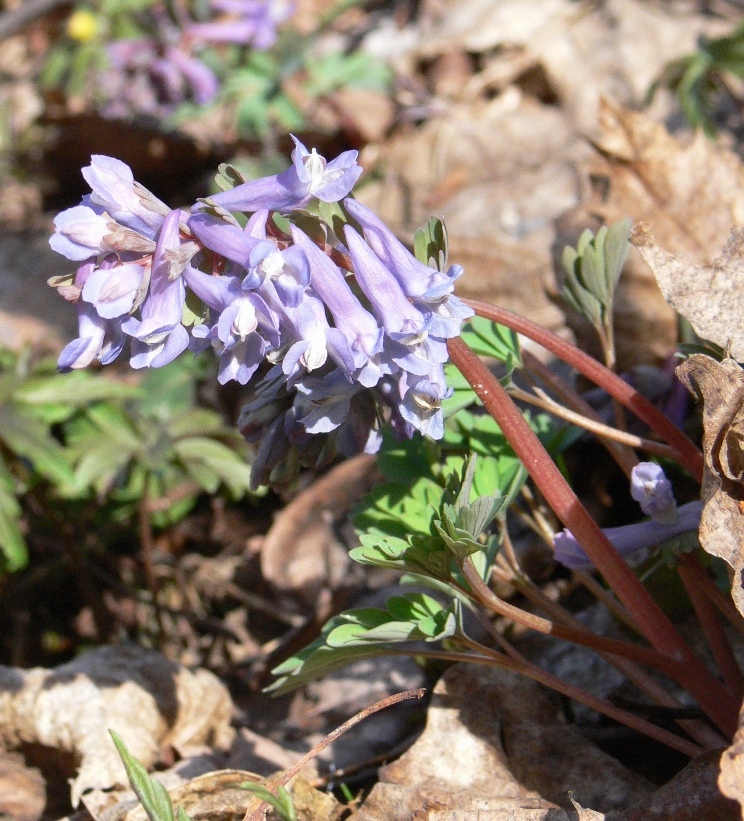 Image of Corydalis solida specimen.