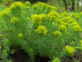 Euphorbia cyparissias. Цветущее растение. Донецк, бот. сад. 01.05.2019.