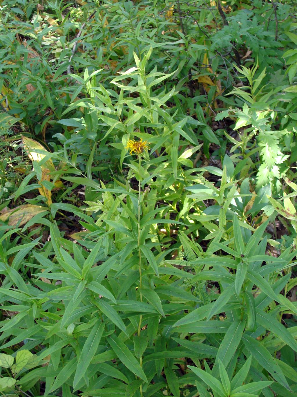 Image of Inula salicina specimen.