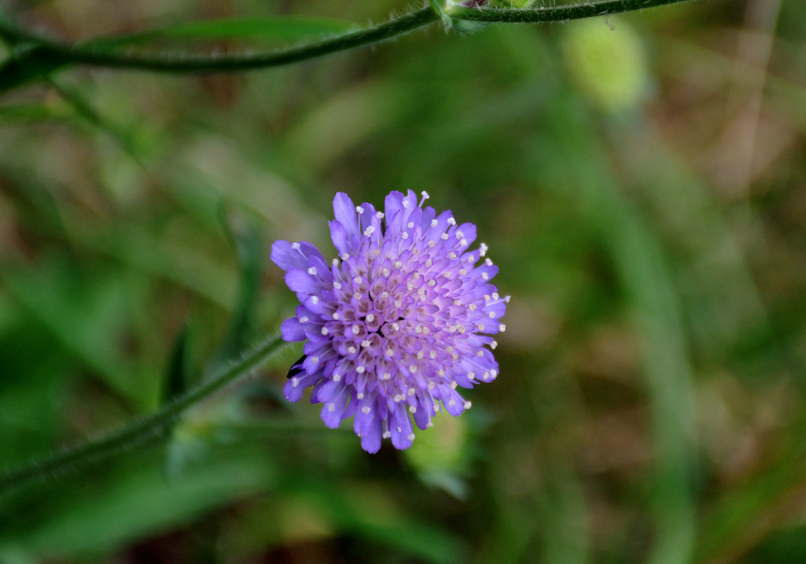 Изображение особи Knautia arvensis.