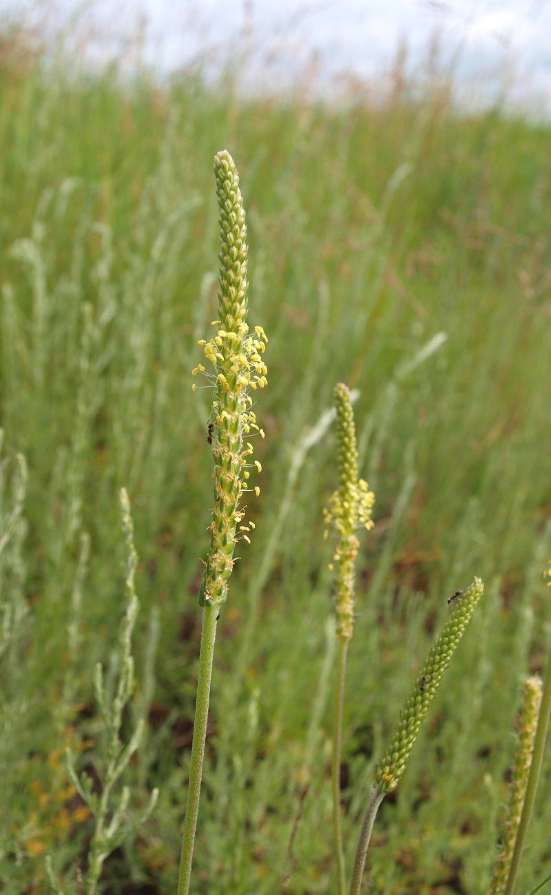 Изображение особи Plantago salsa.