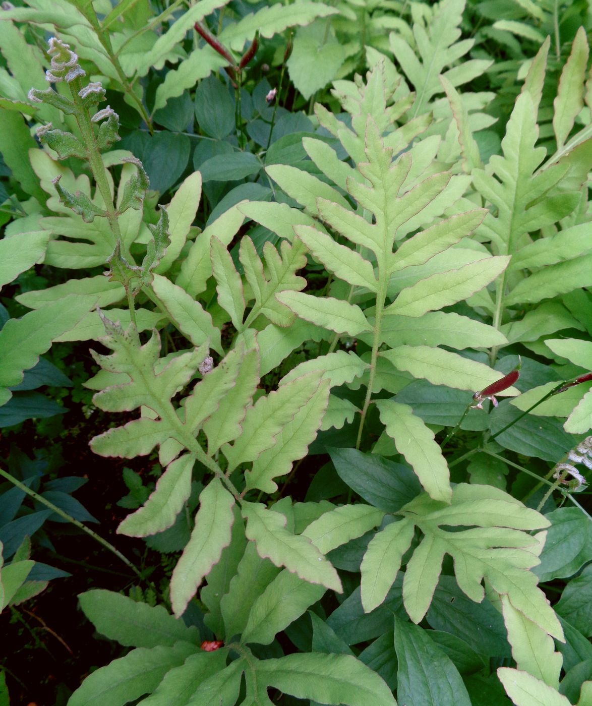 Image of Onoclea sensibilis specimen.