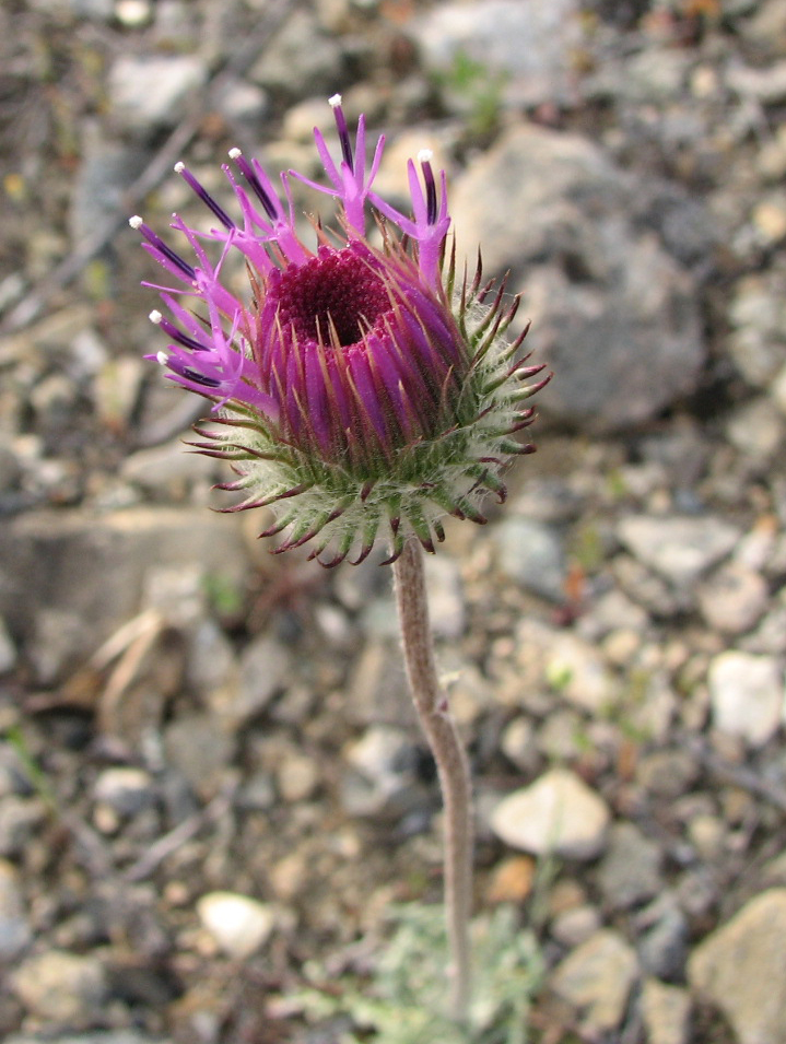 Image of Jurinea roegneri specimen.