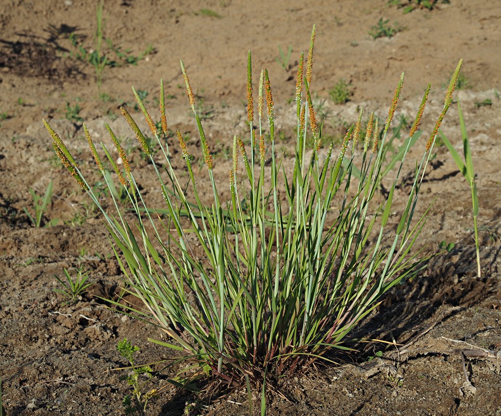 Image of Alopecurus aequalis specimen.