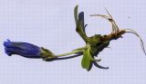 Gentiana alpina