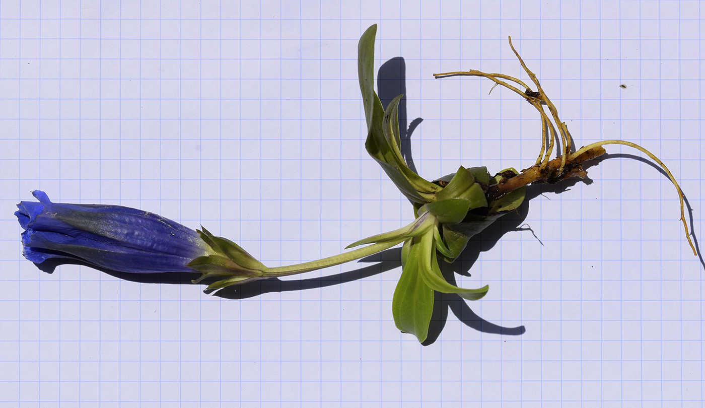 Image of Gentiana alpina specimen.