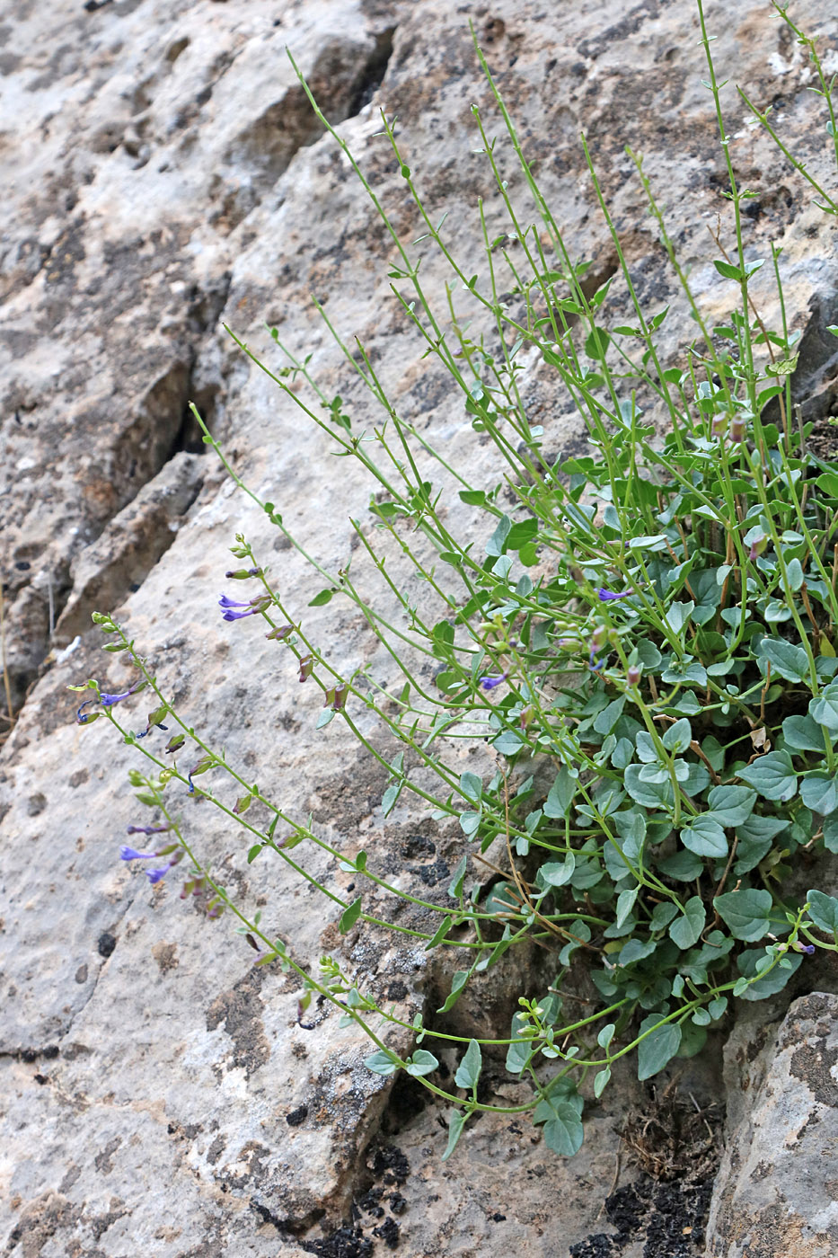 Image of Scutellaria fedtschenkoi specimen.