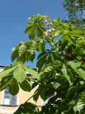 Aesculus hippocastanum. Генеративный и вегетативные побеги. Санкт-Петербург, Старый Петергоф, парк \"Сергиевка\". 29.05.2021.