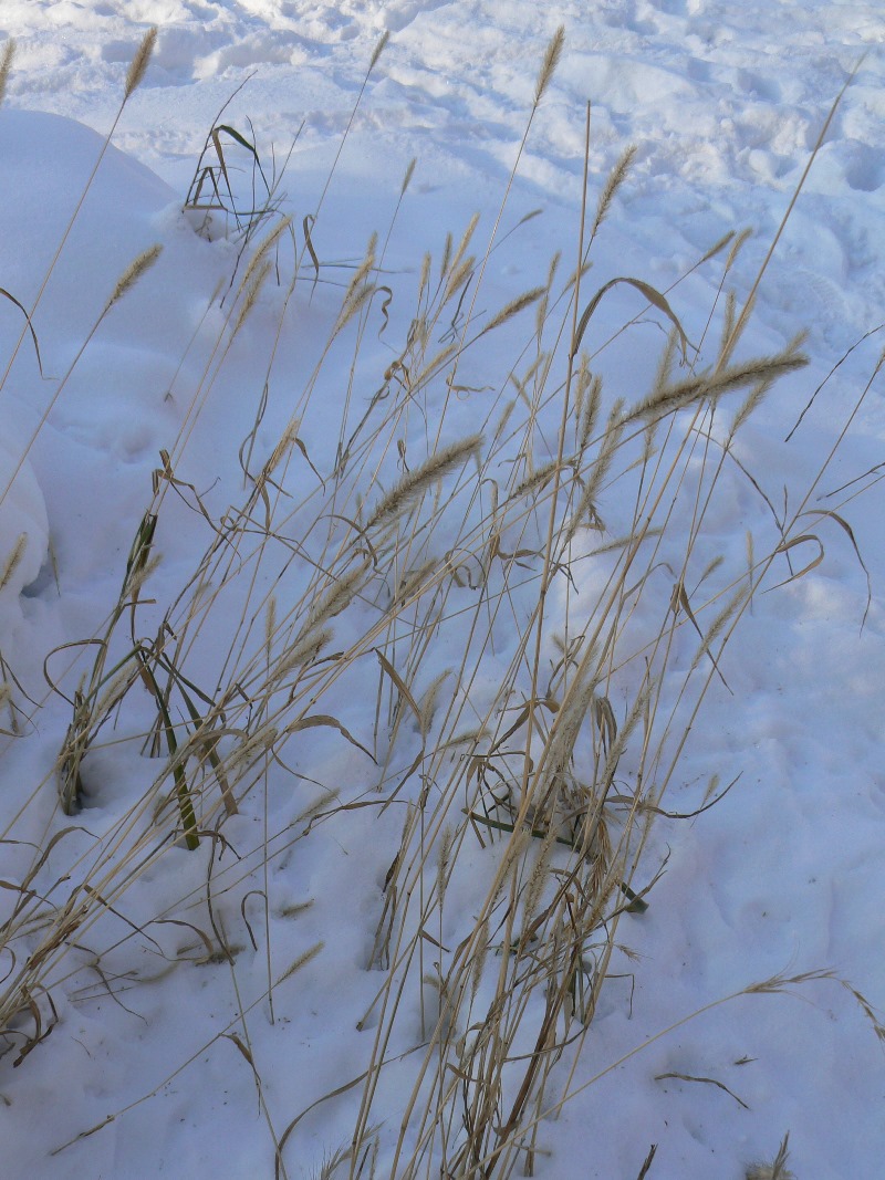 Image of Setaria pumila specimen.