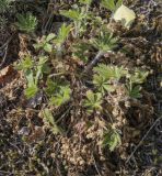Potentilla humifusa. Вегетирующее растение с высохшими цветущими побегами. Пермский край, Кунгурский р-н, ур. Подкаменная гора, крутой склон под кронами берёзовой рощи, разнотравный луг. 26.06.2021.