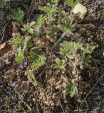 Potentilla humifusa