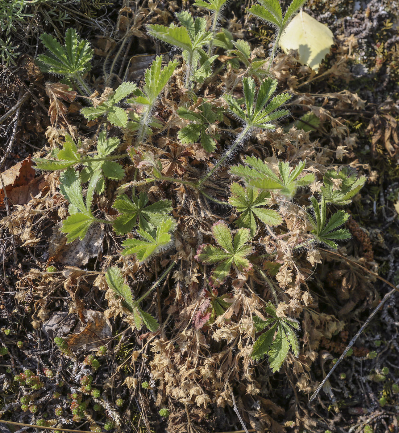 Image of Potentilla humifusa specimen.