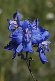 Image of taxon representative. Author is Владимир Эпиктетов
