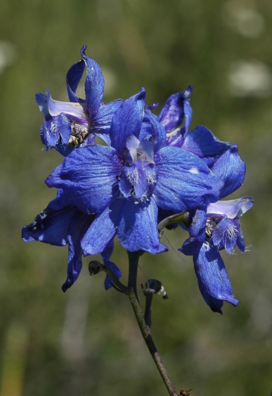Image of Delphinium dictyocarpum specimen.