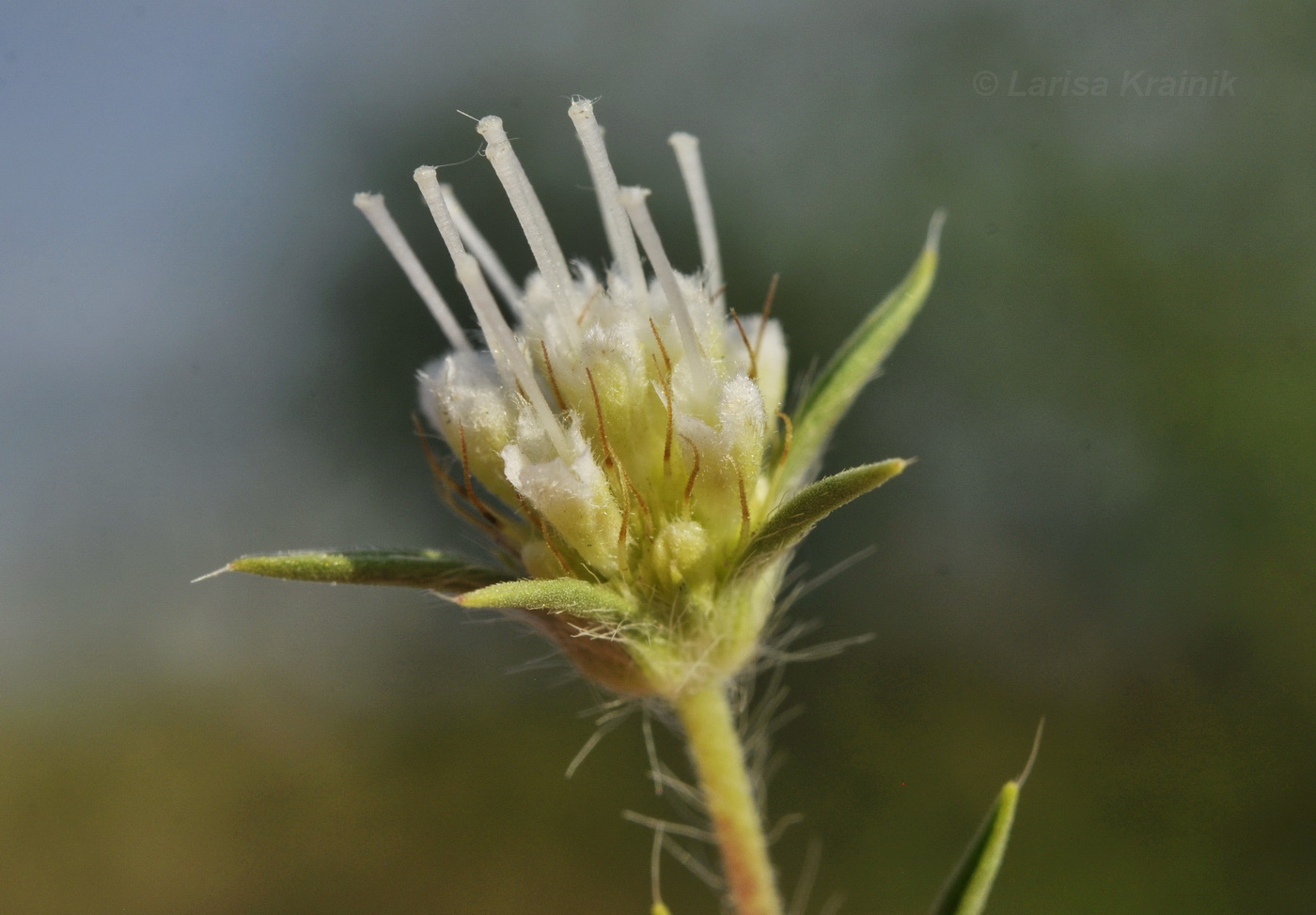 Image of Lomelosia argentea specimen.