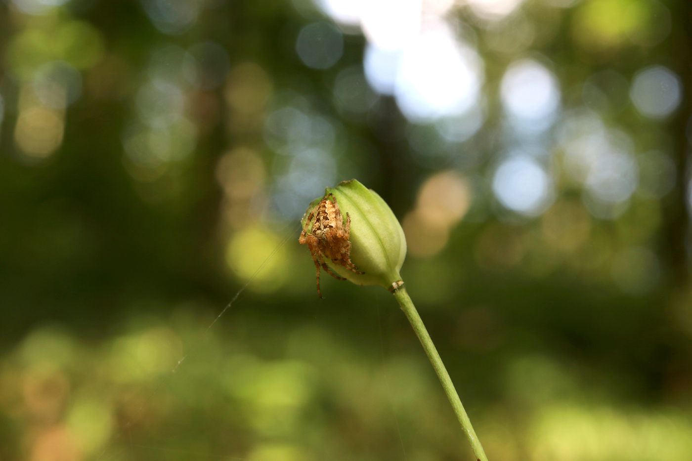 Изображение особи Lilium pilosiusculum.