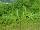 Verbena officinalis