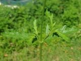 Verbena officinalis