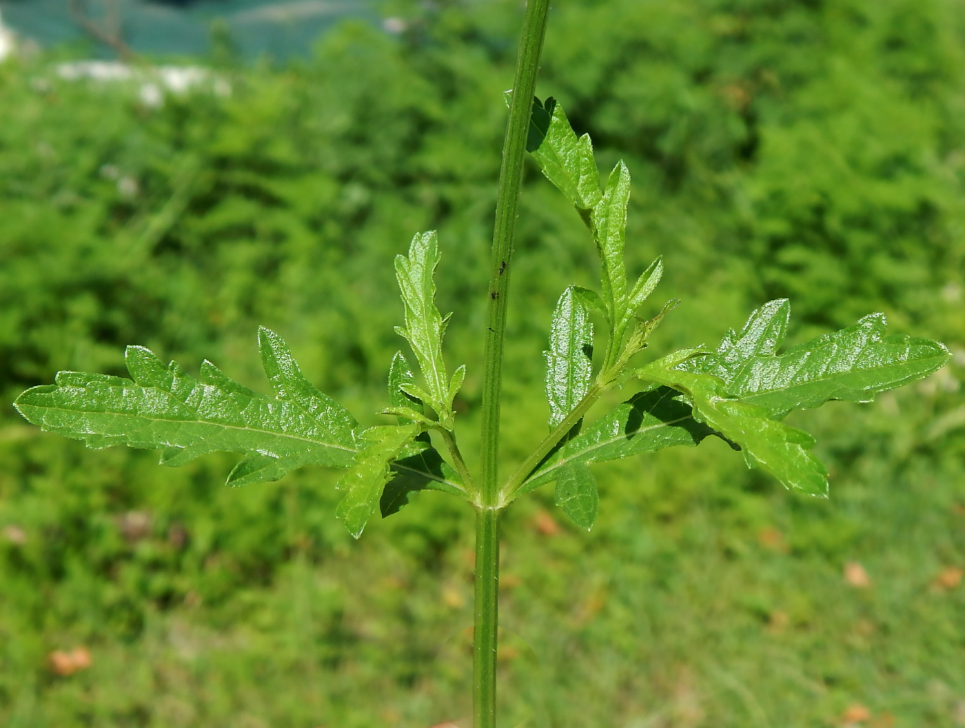 Изображение особи Verbena officinalis.