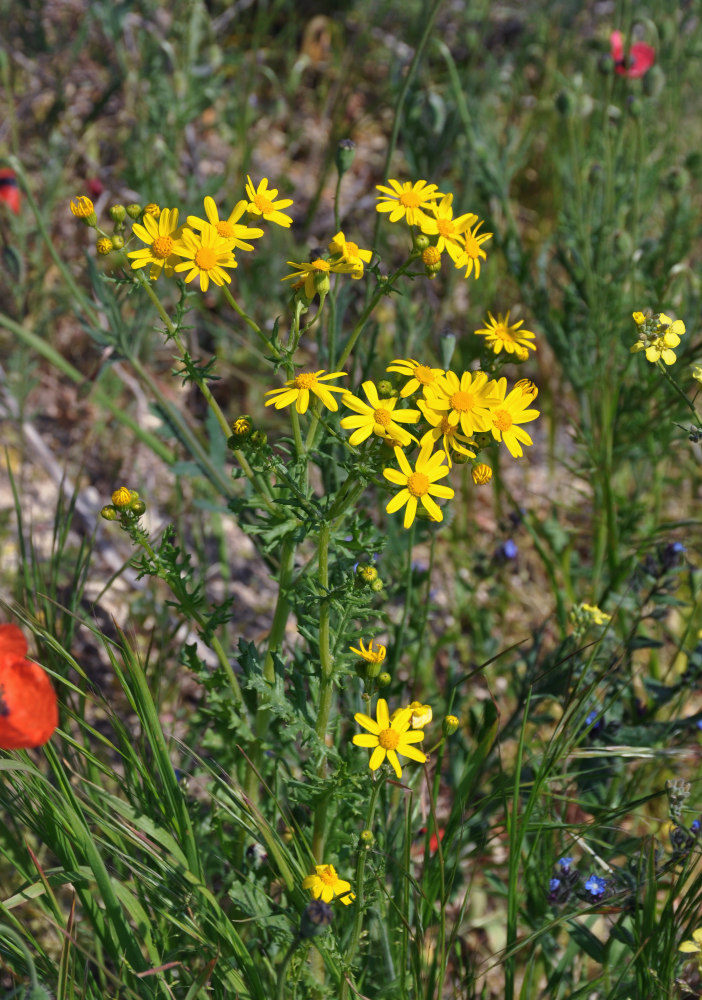 Image of Senecio vernalis specimen.