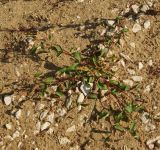 Persicaria lapathifolia