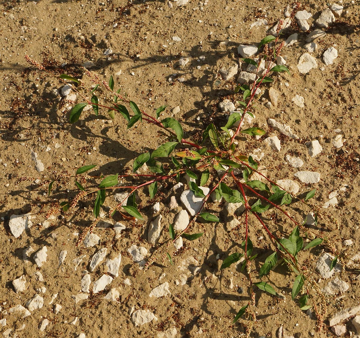 Image of Persicaria lapathifolia specimen.