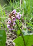 Bergenia crassifolia. Соцветие и часть листа. Республика Алтай, Усть-Коксинский р-н, окр. с. Мульта, задернованный берег протоки между Средним и Нижним Мультинскими озёрами. 09.07.2021.