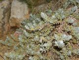 Eremophila glabra. Веточки с плодами. Израиль, Иудейские горы, г. Иерусалим, ботанический сад университета. 22.06.2017.