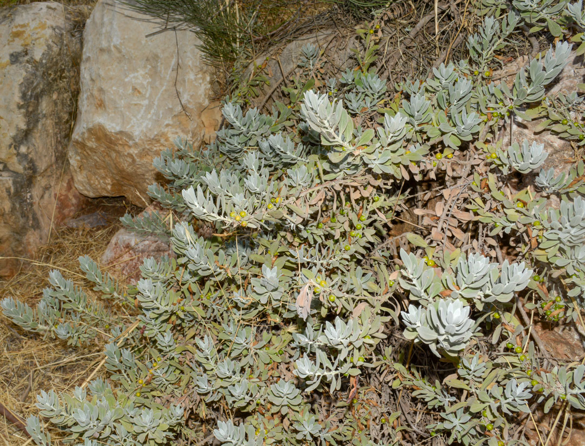 Image of Eremophila glabra specimen.