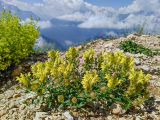 Scutellaria polyodon