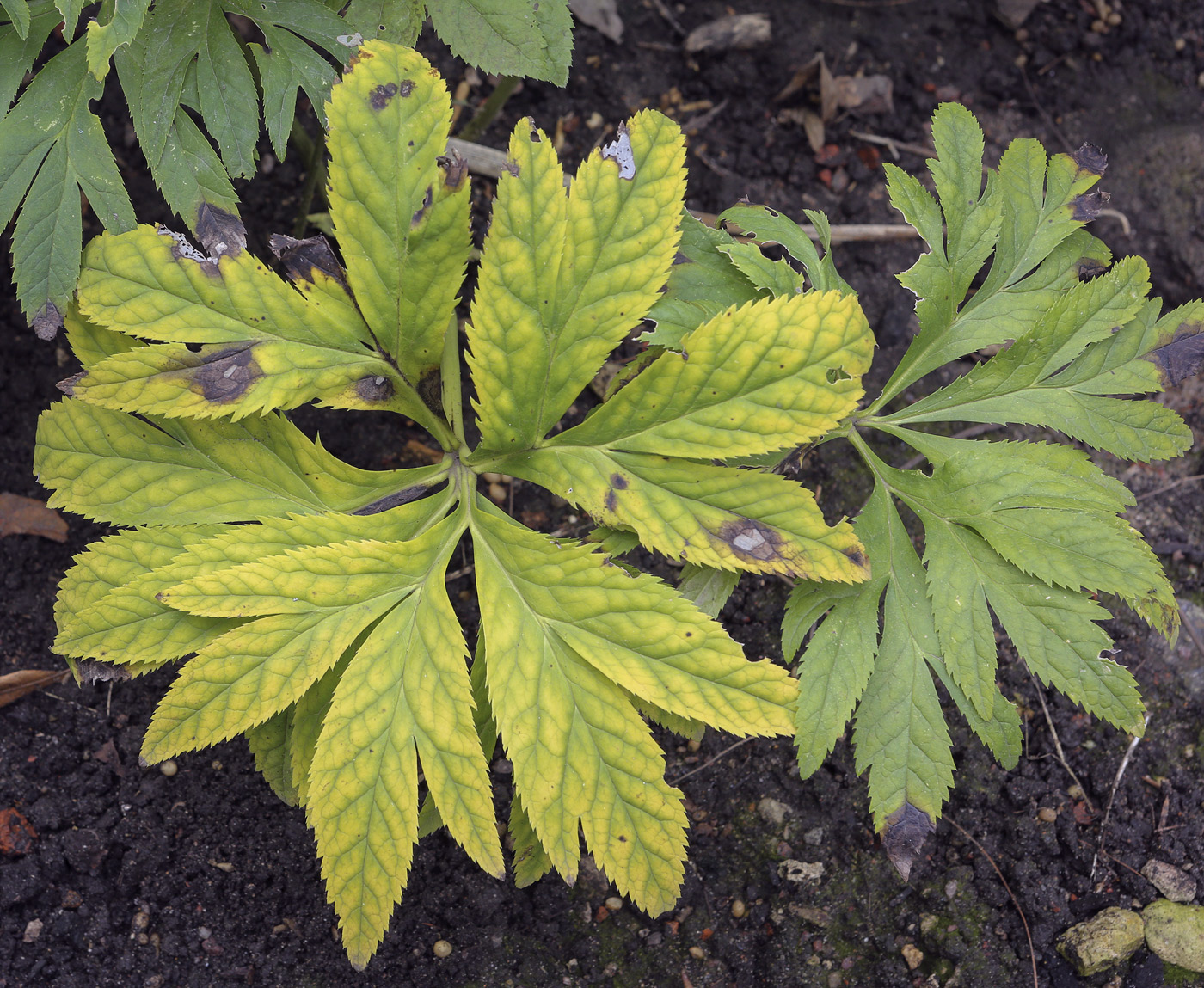 Image of Helleborus purpurascens specimen.