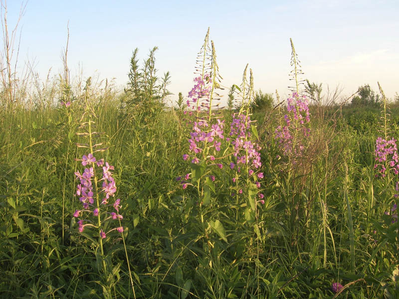 Изображение особи Chamaenerion angustifolium.