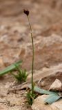 Carex pachystylis. Цветущее растение. Израиль, окр. г. Арад, интенсивно выпасаемая овцами и козами опустыненная фригана на каменистом склоне долины временного водотока. 31.01.2022.