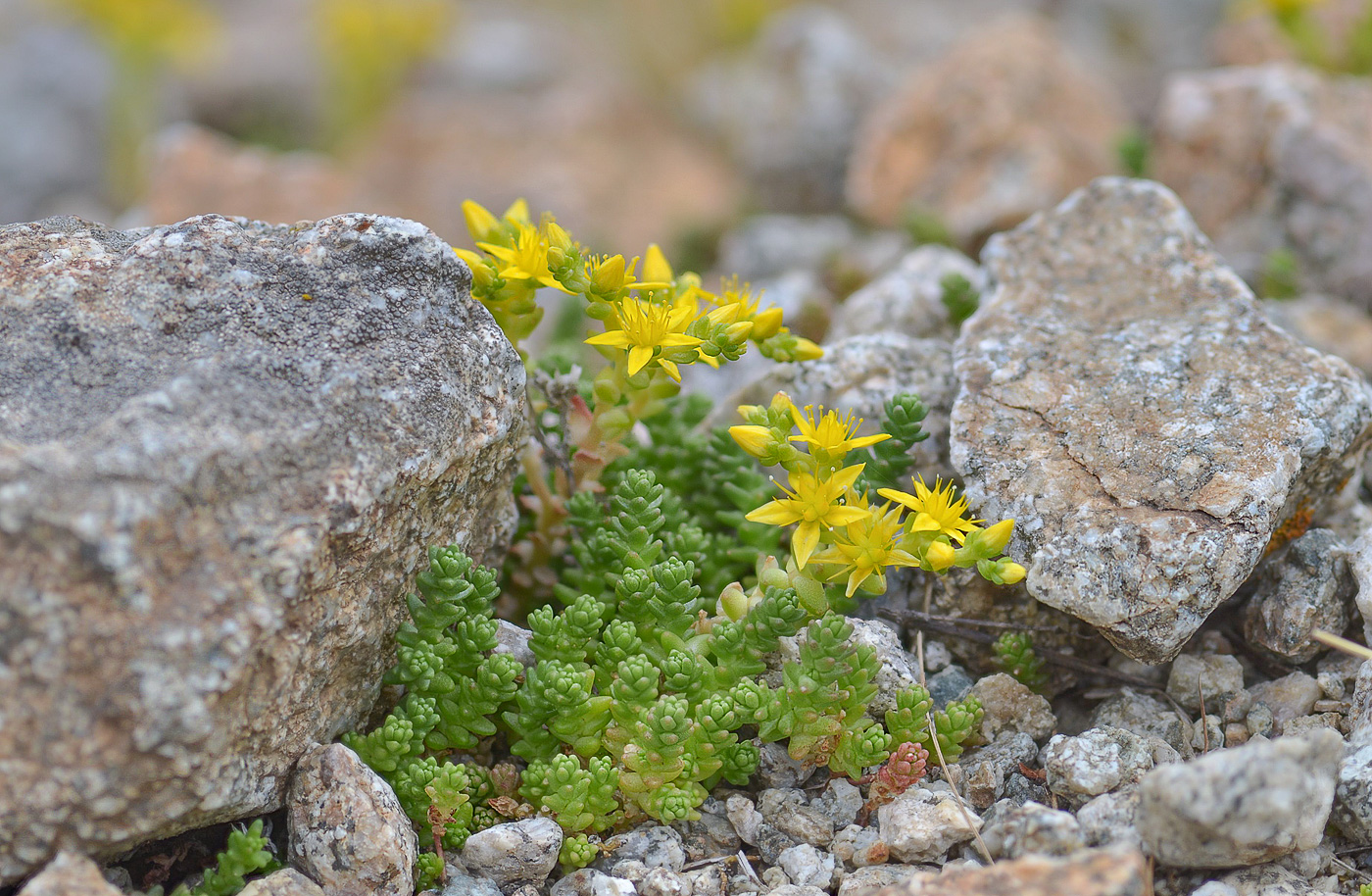 Image of Sedum acre specimen.