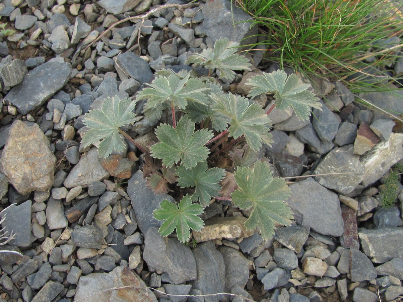 Image of Alchemilla bombycina specimen.