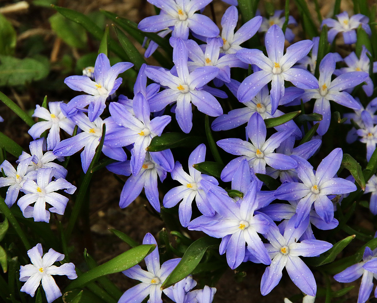 Изображение особи Chionodoxa luciliae.