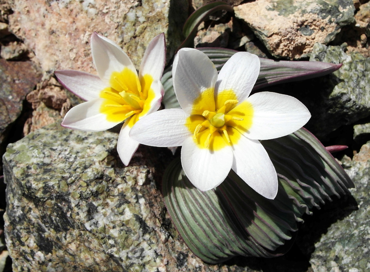 Image of Tulipa regelii specimen.