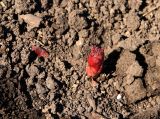 Paeonia tenuifolia