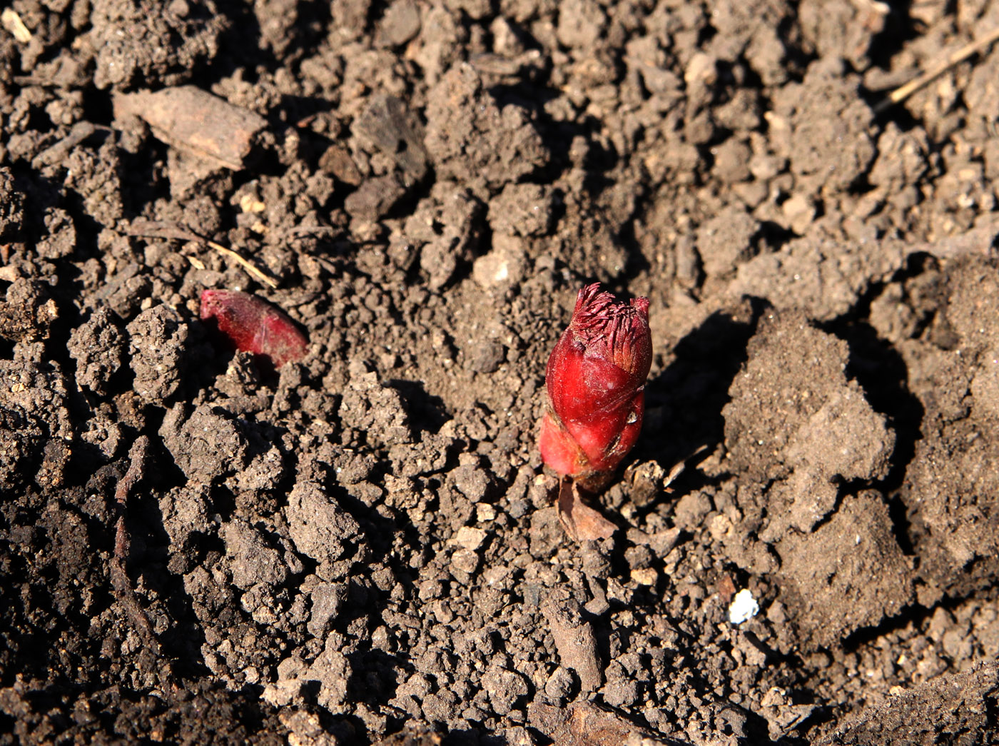 Image of Paeonia tenuifolia specimen.