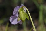 Viola brachysepala. Цветок с прогрызенным шмелём(?) шпорцем (вид сбоку). Приморский край, Уссурийский гор. округ, окр. с. Монакино, поляна в широколиственном лесу. 15.05.2022.