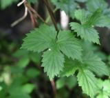 Humulus lupulus. Лист с лежащим лепестком от черёмухи. Калужская обл., Боровский р-н, окр. дер. Семичёво, правый берег р. Руть. 4 июня 2022 г.