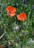 Papaver orientale